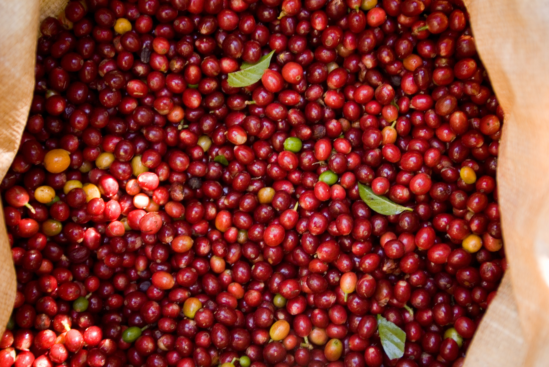 Kaffee aus Guatemala
