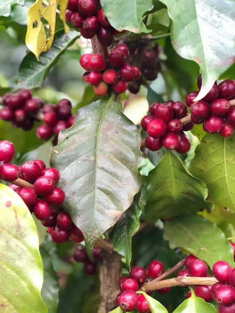 Pacamara Kaffee Bohne