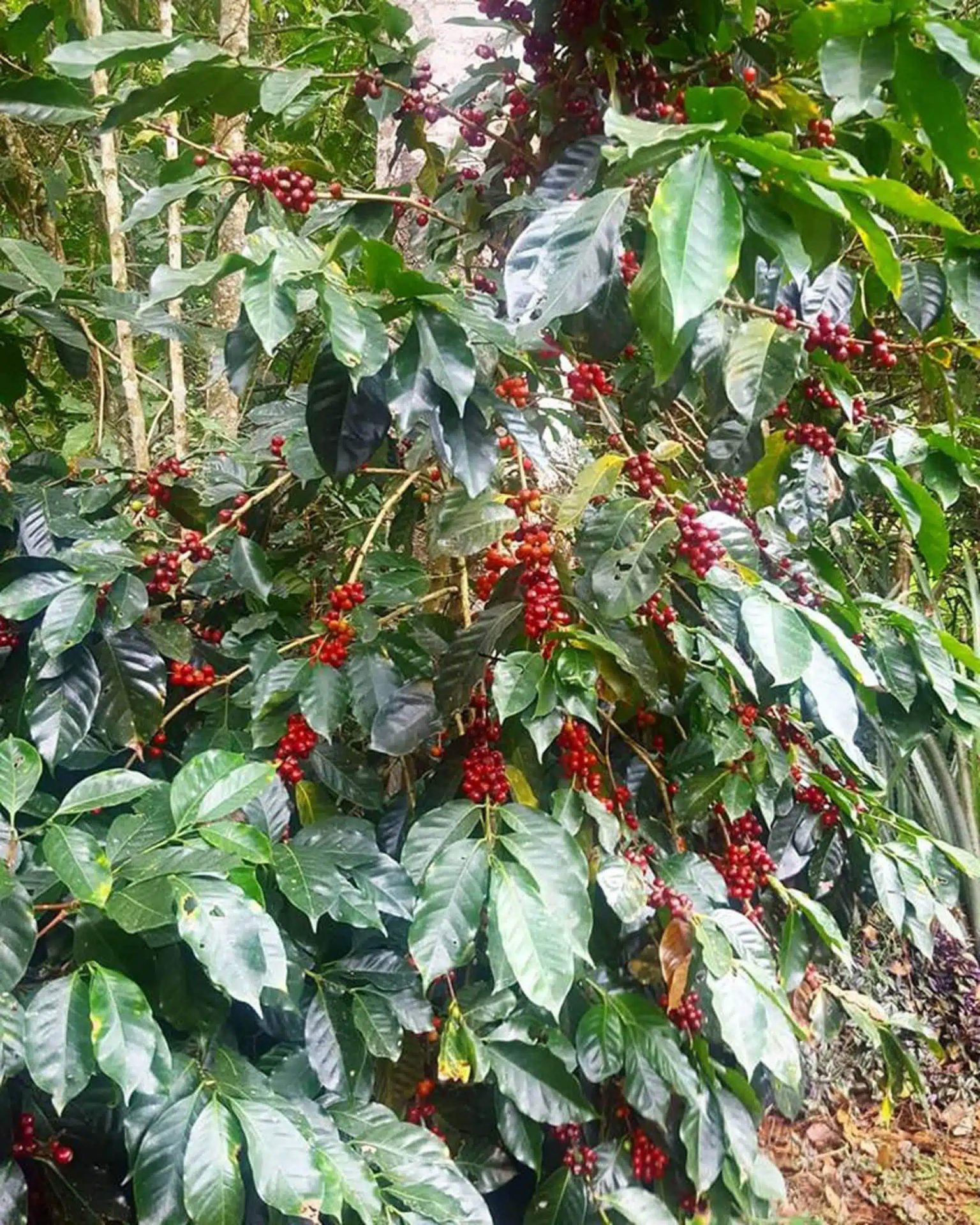 lempira kaffee Variätät