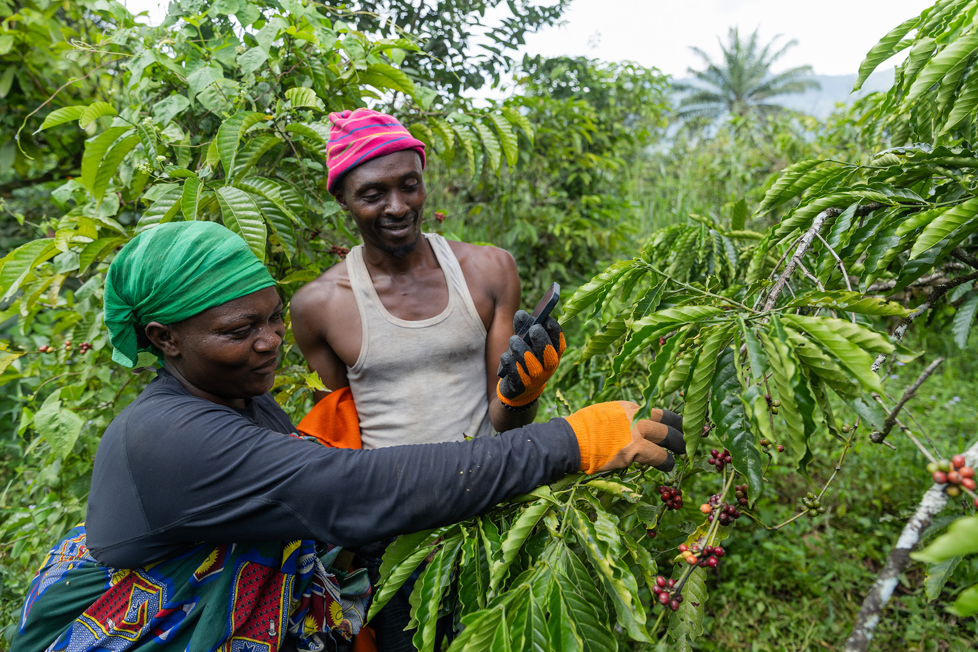 Kaffee aus Afrika