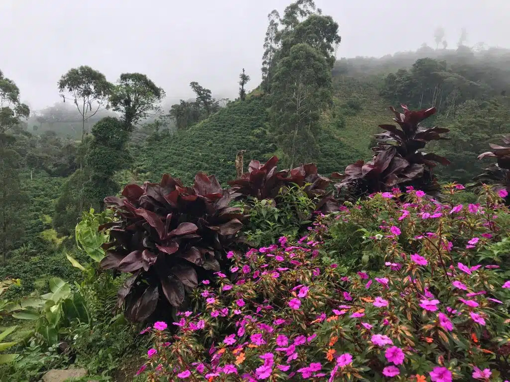 Kaffee aus Nicaragua